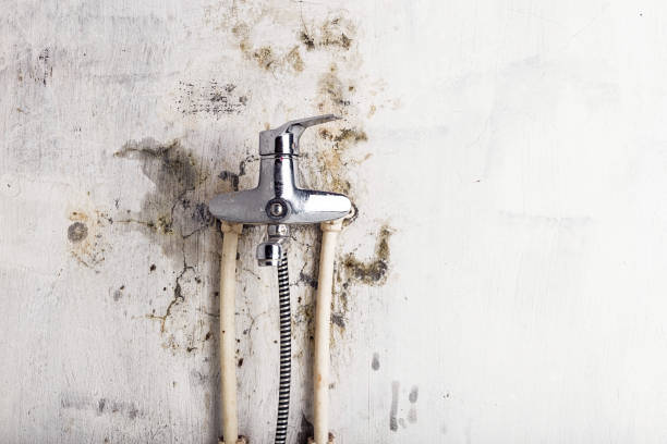 Trusted Factoryville, PA Mold Removal Experts