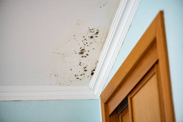 Crawl Space Mold Removal in Factoryville, PA
