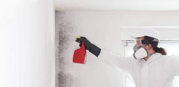 Best Same-Day Mold Removal  in Factoryville, PA