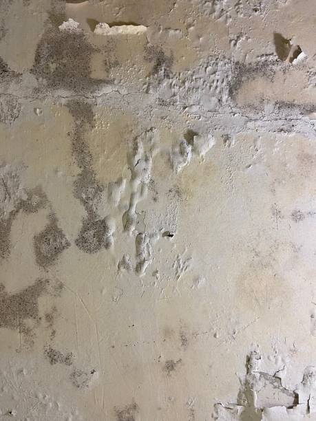 Best Attic Mold Removal  in Factoryville, PA