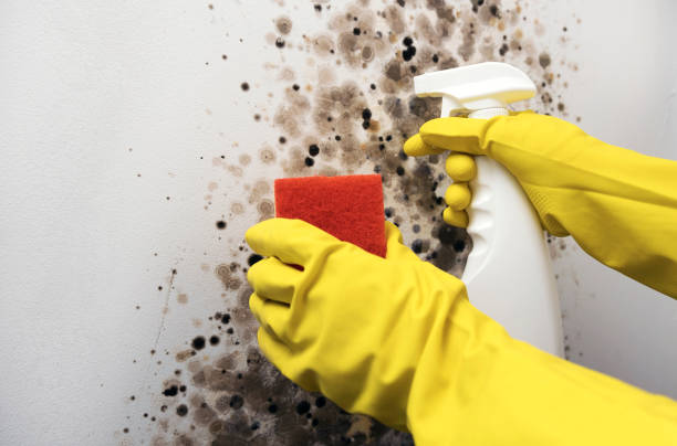 Best Mold Damage Repair  in Factoryville, PA