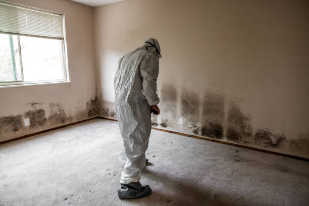 Best Home Mold Removal  in Factoryville, PA