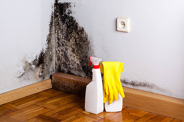 Best Mold Inspection  in Factoryville, PA