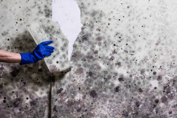 Best Crawl Space Mold Removal  in Factoryville, PA