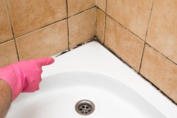 Best Attic Mold Removal  in Factoryville, PA